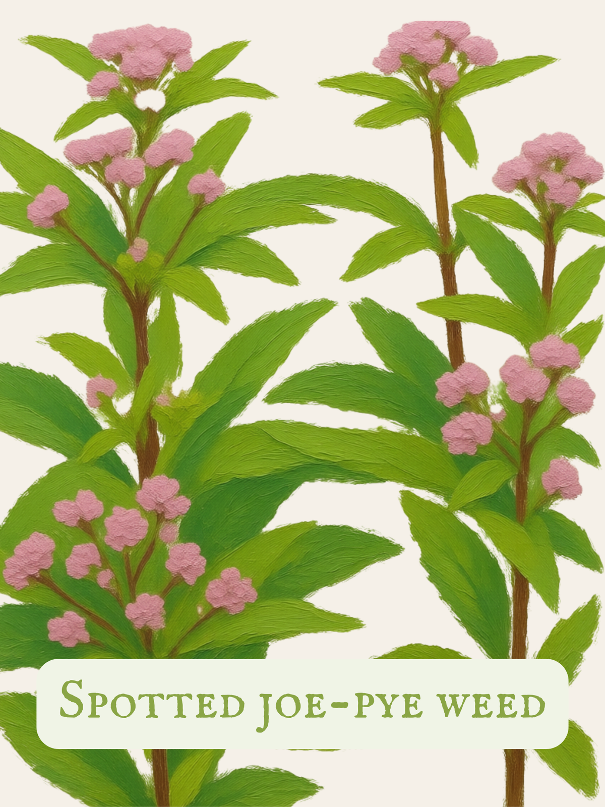 Spotted Joe-Pye Weed