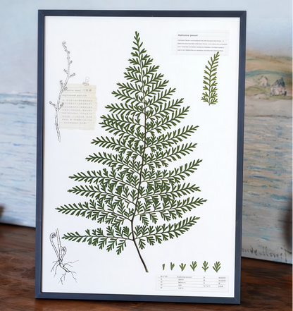 "The Grand Herbarium" - Large Real Pressed Fern & Flower Art (A3 Size)